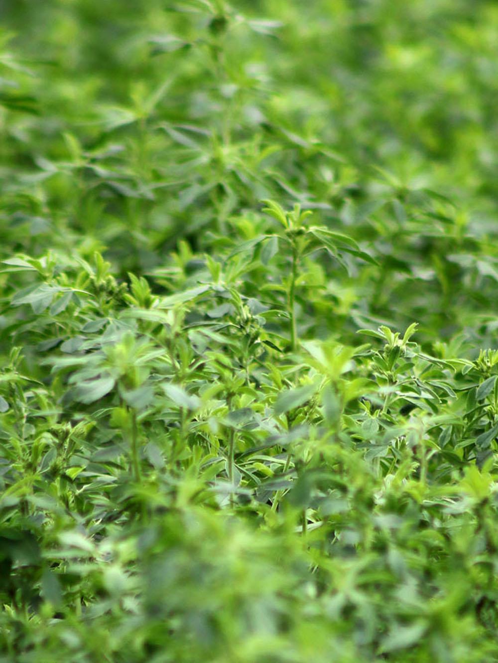 NEXGROW 6441HVXR